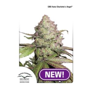 Dutch Passion CBD Charlottes Angel Autofloraison 3Pces