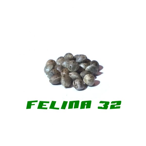 Felina 32 Gardinova 25Pcs