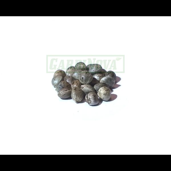 Tisza Gardinova 25Pcs